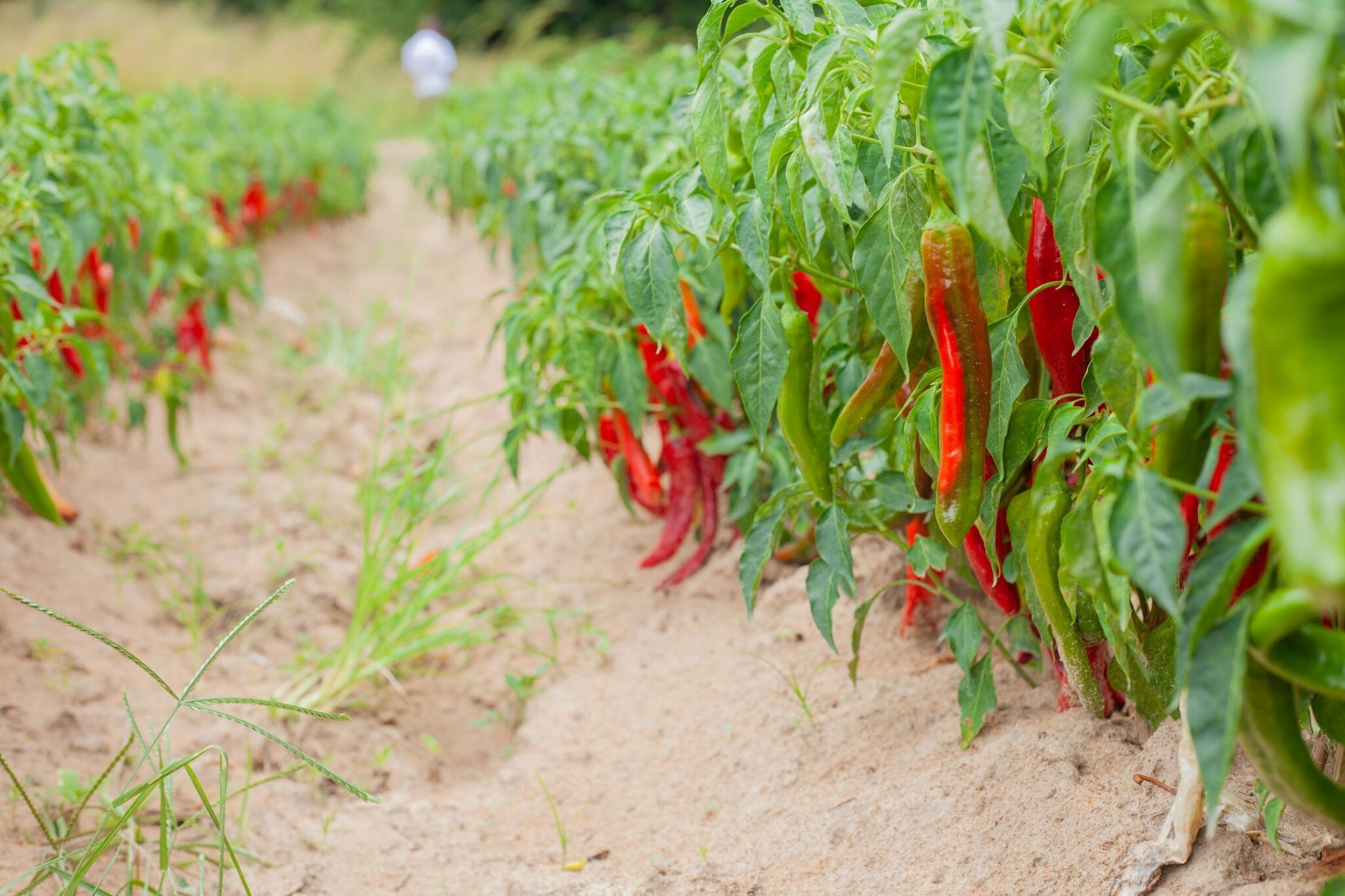 Grow Paprika Whitney Paprika