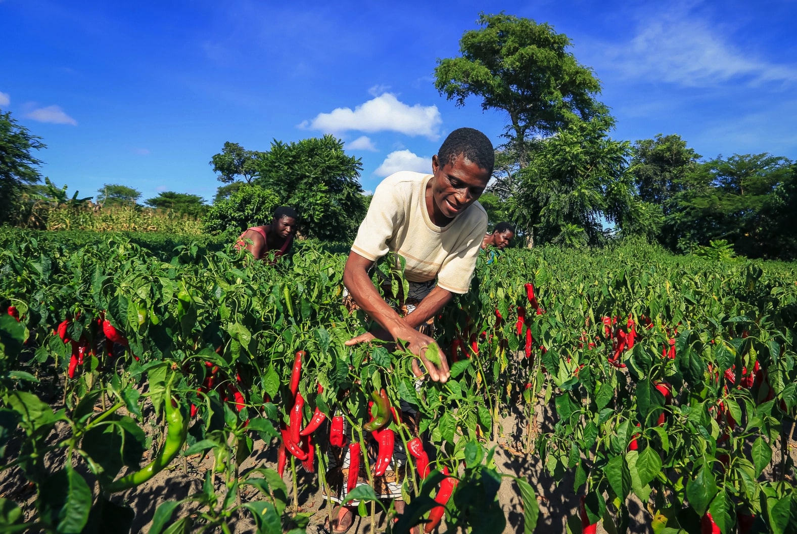 Whitney Paprika Zimbabwe's Best